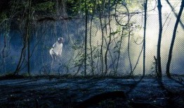 黑夜森林在线观看,探寻神秘森林的惊悚之旅